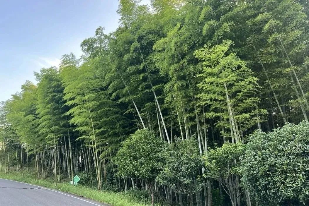 仙鹤湖12.jpg