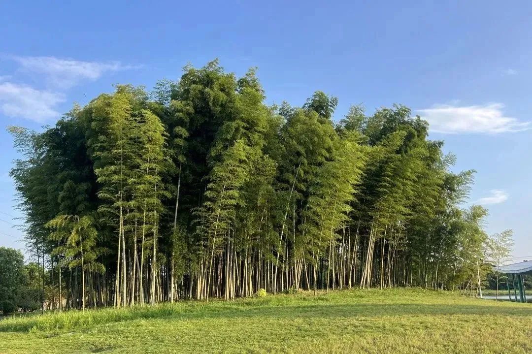 仙鹤湖15.jpg